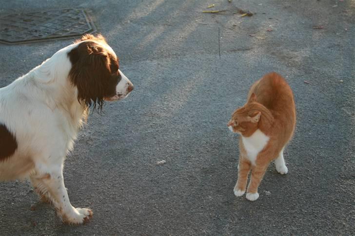 Blanding af racer Henry  billede 9