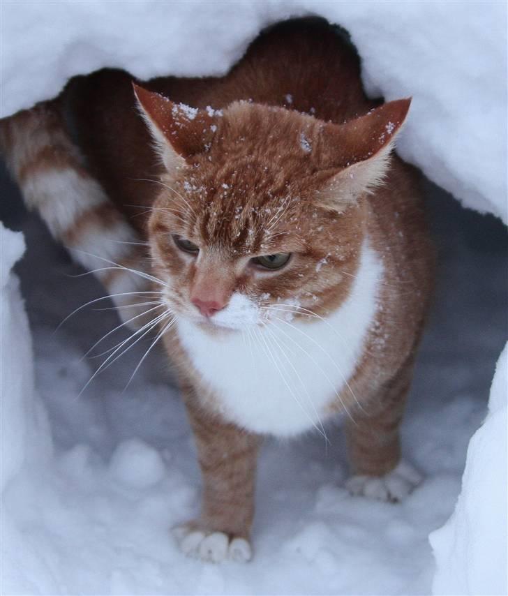 Blanding af racer Henry  billede 10