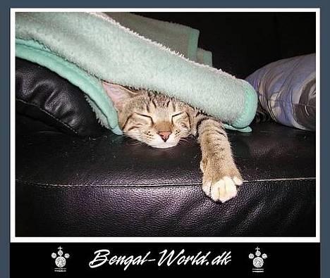 Bengal : Ricco  - 20.03.2006 Ricco Snupper en lur under tæppet billede 5