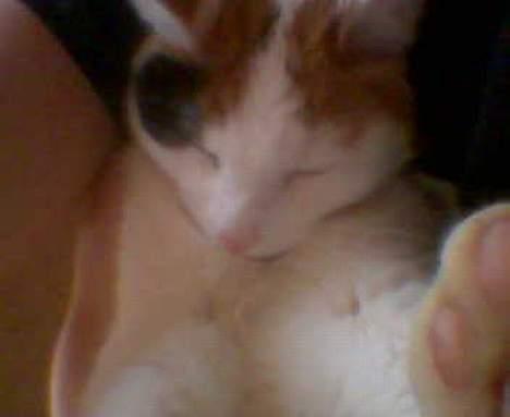 Blanding af racer Penny (aflivet) - undskylder kvallien, taget med mobil billede 11