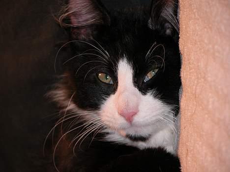 Blanding af racer / Norsk Skovkat Sofus - Hai... billede 4