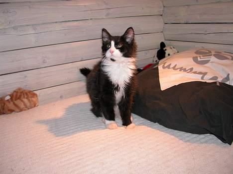 Blanding af racer / Norsk Skovkat Sofus - Søde lille Sofus billede 5