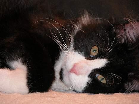 Blanding af racer / Norsk Skovkat Sofus - Close up! billede 7