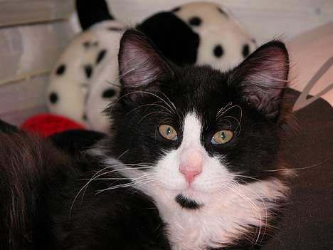 Blanding af racer / Norsk Skovkat Sofus - Cutie :) billede 8