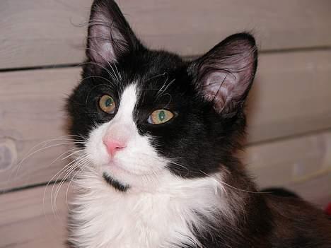 Blanding af racer / Norsk Skovkat Sofus - Lækker lækker =) billede 9