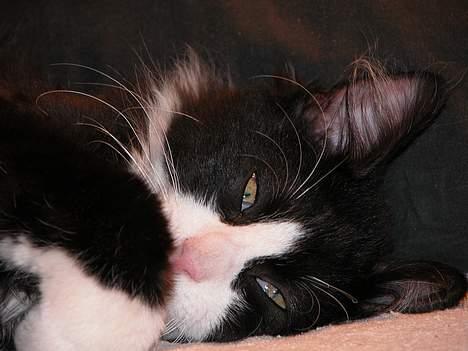 Blanding af racer / Norsk Skovkat Sofus - Nam nam, sutter lidt på tommelpoten :-D billede 10