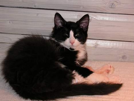 Blanding af racer / Norsk Skovkat Sofus - Rulle rundt billede 11