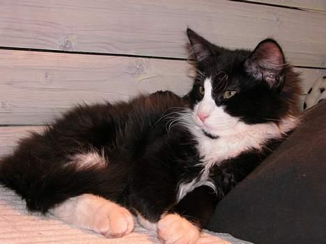 Blanding af racer / Norsk Skovkat Sofus - Hihi billede 12