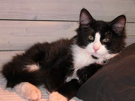 Blanding af racer / Norsk Skovkat Sofus - Årrh billede 13