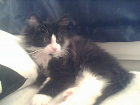 Blanding af racer / Norsk Skovkat Sofus - Lille Sofus billede 14