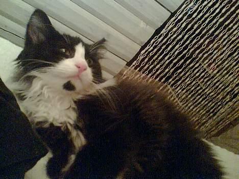 Blanding af racer / Norsk Skovkat Sofus - Bemærk skønhedspletten under hagen ;) billede 15