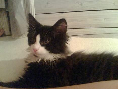 Blanding af racer / Norsk Skovkat Sofus - Lille bitte billede 16