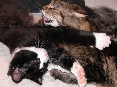 Blanding af racer / Norsk Skovkat Sofus - Kærlighed =) billede 17