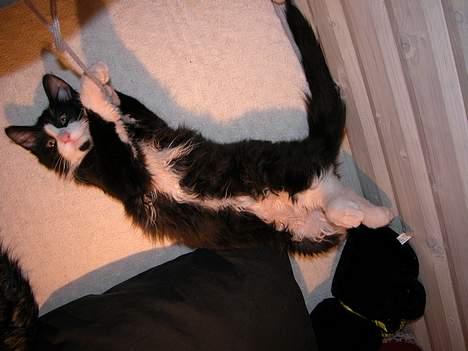 Blanding af racer / Norsk Skovkat Sofus - Nææh.. en snor... :) billede 18