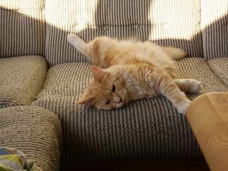 Maine Coon Shelly Long - Her er hun så......Smuk som hun er billede 1