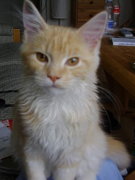 Maine Coon Shelly Long - Et killinge billede billede 2