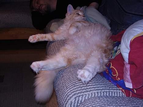 Maine Coon Shelly Long - Shelly og kæresten flader lige lidt ud billede 3