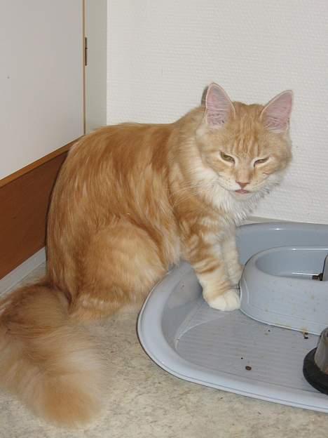 Maine Coon Shelly Long - Dejligt med vand og mad billede 4
