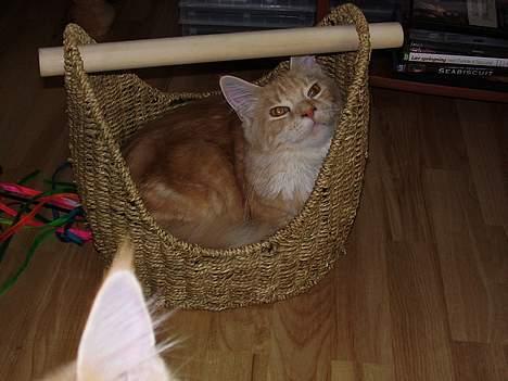 Maine Coon Shelly Long - Der sover hun altid....selvom hun er vokset ud af kurven billede 5