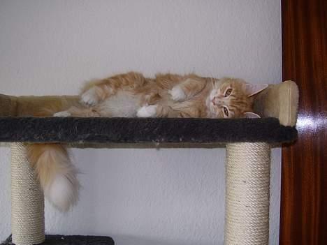 Maine Coon Tamora Pierce - Jah...sød er hun billede 1