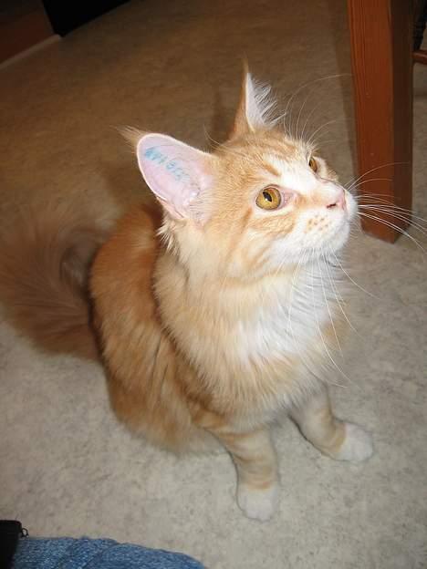 Maine Coon Tamora Pierce - Har i noget til mig????? billede 2