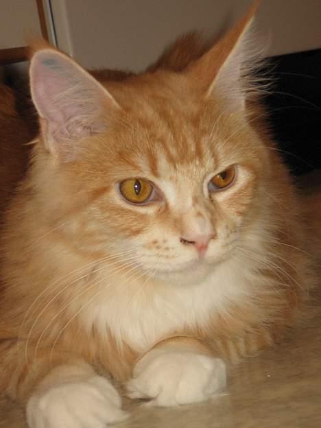 Maine Coon Tamora Pierce - Flot portræt billede billede 3