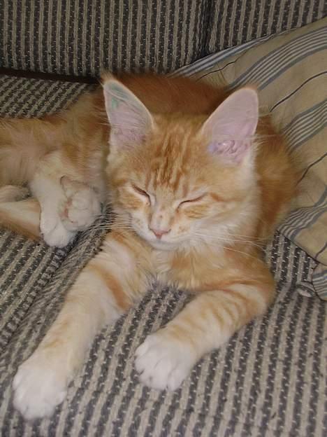 Maine Coon Tamora Pierce - Killinge billede billede 4