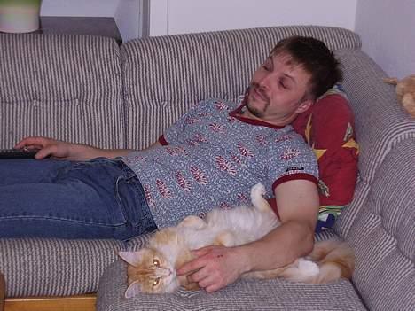 Maine Coon Tamora Pierce - Kæresten og Tamora flader ud billede 5