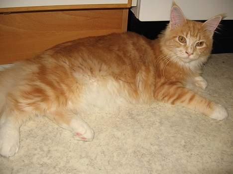 Maine Coon Tamora Pierce billede 6