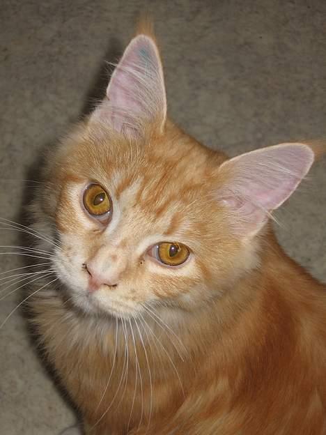 Maine Coon Tamora Pierce billede 7