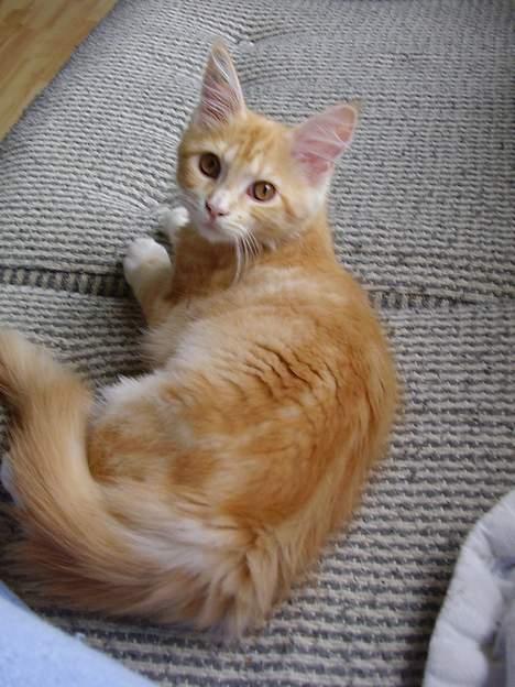 Maine Coon Tamora Pierce billede 8