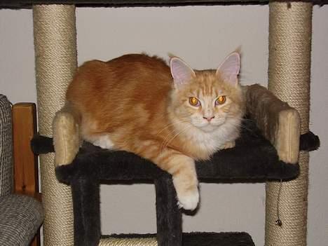 Maine Coon Tamora Pierce billede 9