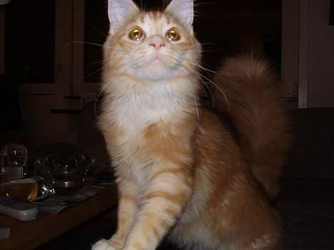 Maine Coon Tamora Pierce - Kast det nu......Jeg er klar.... billede 10