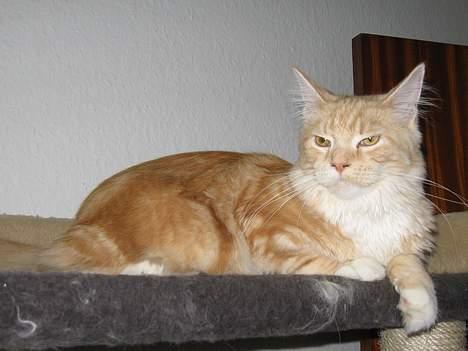 Maine Coon Shelly Long billede 6
