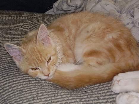 Maine Coon Shelly Long billede 7