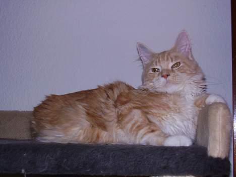 Maine Coon Shelly Long billede 8
