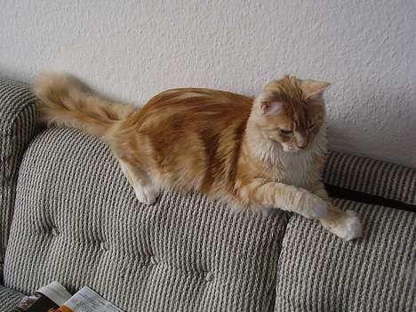 Maine Coon Shelly Long - Kom nu lej med mig.... billede 9