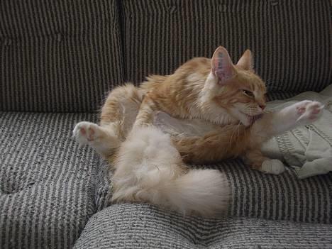 Maine Coon Shelly Long billede 10