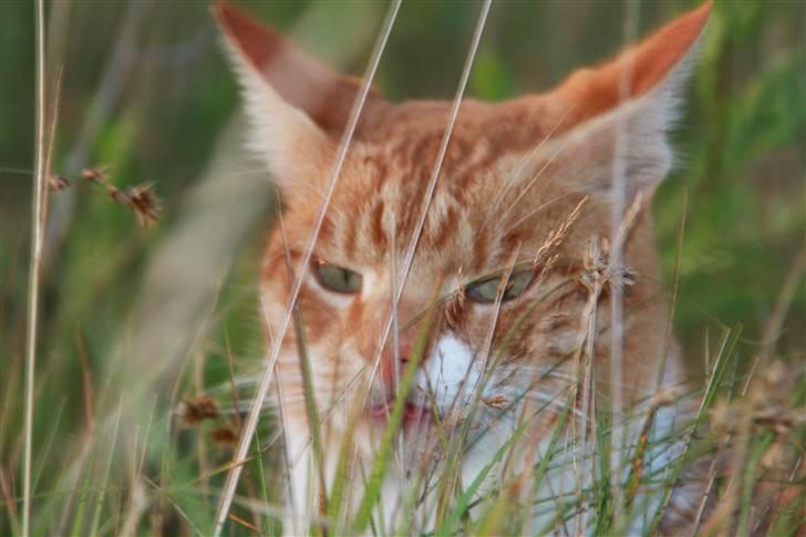 Blanding af racer Henry  billede 15