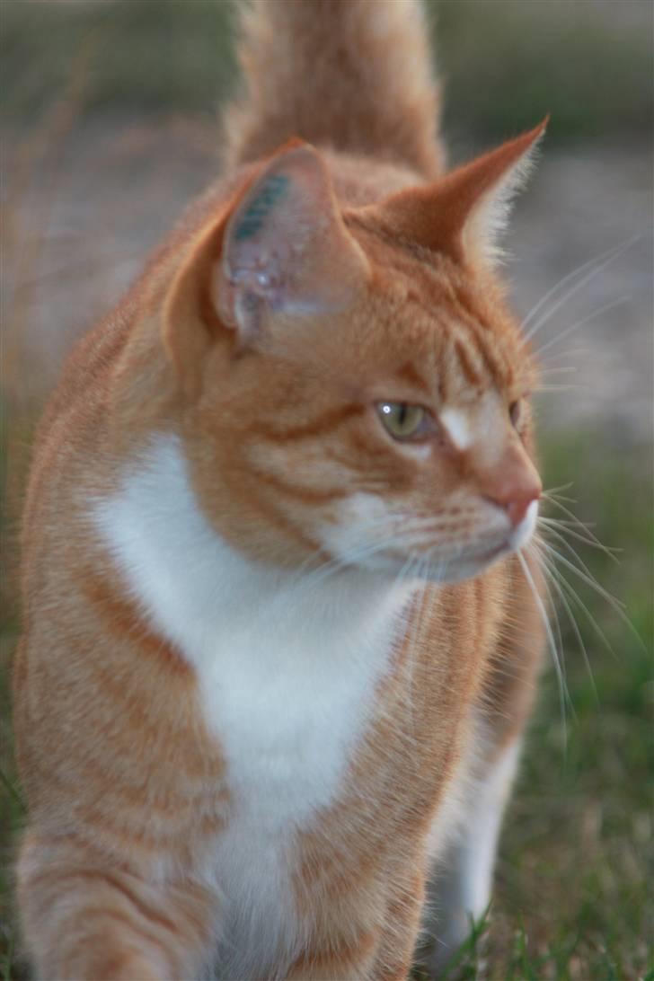 Blanding af racer Henry  billede 16