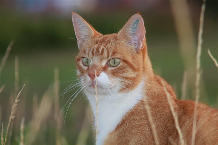 Blanding af racer Henry  billede 17