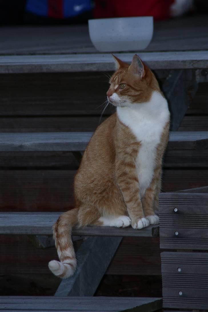 Blanding af racer Henry  billede 18