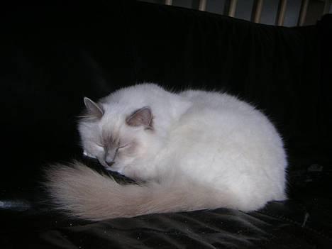 Hellig Birma Kiwi von Sivebæk billede 10