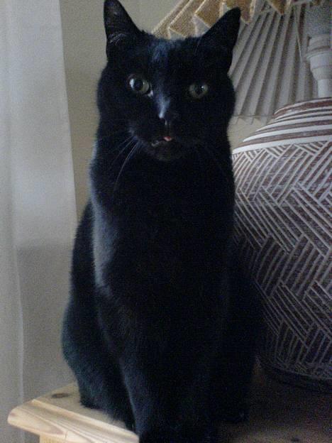 Huskat Simba.  billede 19