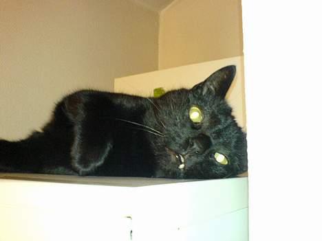 Huskat Simba.  - simba på tørretumperleren billede 20