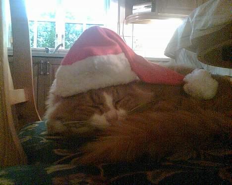 Norsk Skovkat Bølle billede 16