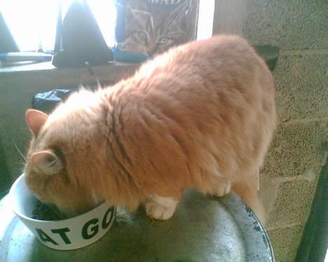 Norsk Skovkat Bølle billede 17