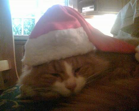 Norsk Skovkat Bølle billede 18