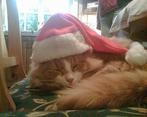 Norsk Skovkat Bølle billede 19