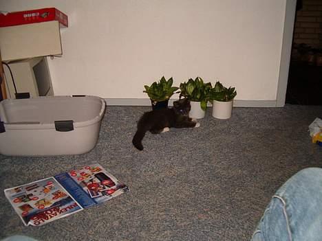 Blanding af racer muffe billede 8